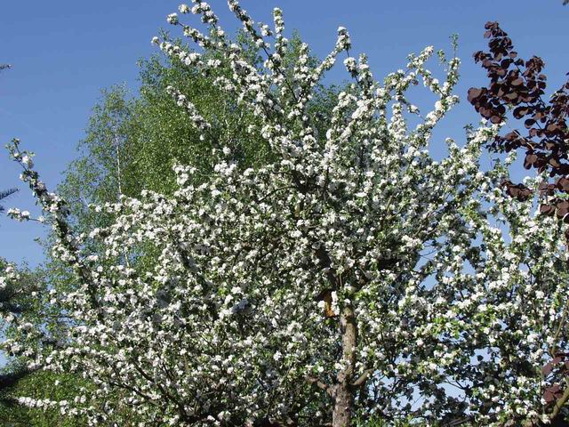 Apfelbl�te 07_04_30  001