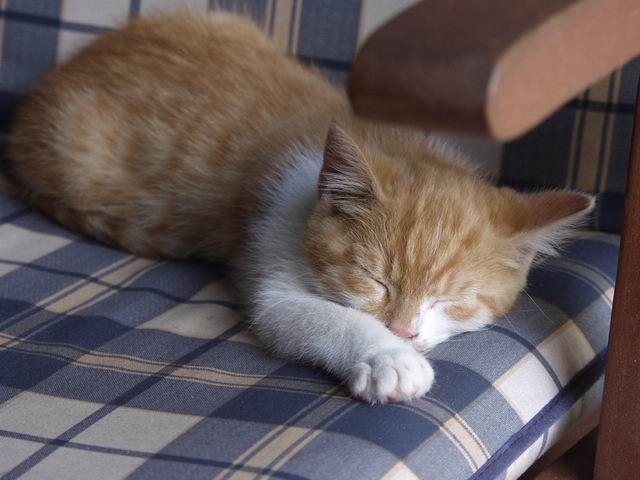 Friedrich 26_06_2010 003